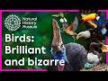 Birds: Evolution, Characteristics, and Behaviors