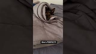 She’s Perfect Resimi