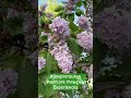 Taking time to smell the sweet fragrances of the 3 different lilacs in my parents front lawn.