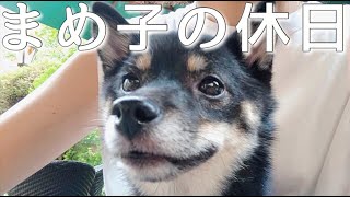 【豆柴】休日密着！ドックランやカフェで過ごす日🐶
