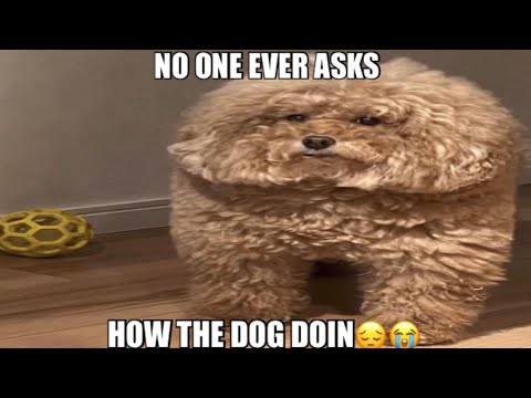 HOW da dog