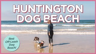 Fantastic Day With Our Dogs at Huntington Dog Beach in California