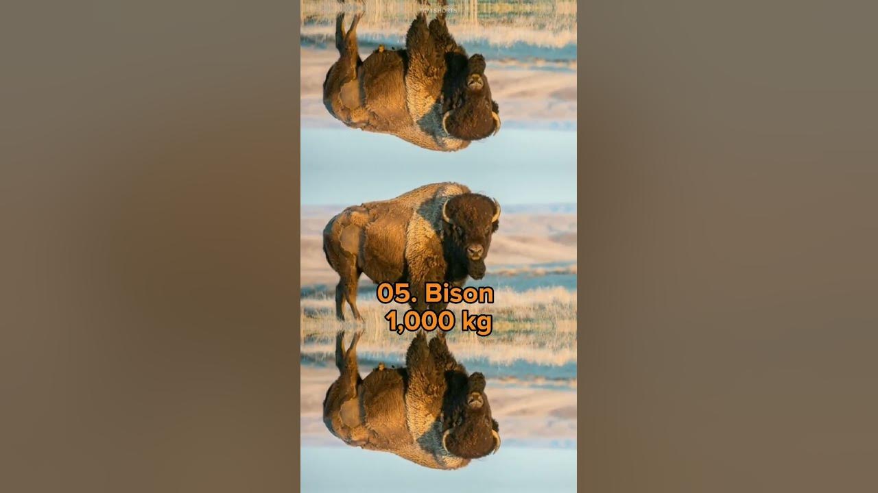 top-10-heaviest-land-mammals-top-blasted-youtube