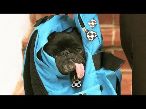 Pro skater Joey Brezinski is living the pug life