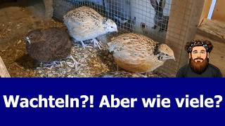How many quail should you keep and thoughts on coop size
