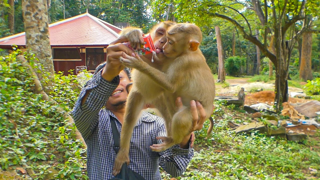 How hilarious Leo won't share milk with Lily that younger sister gets upset with Bro