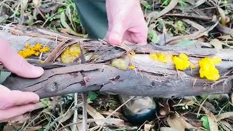 Saprotrophic Mushrooms