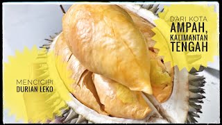 Durian | Central Kalimantan | Ampah, Bartim | Durian Leko Hasil Silangan Durian vs Papakin
