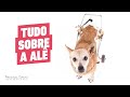 Por que a Alê usa cadeira de rodas para cachorro?