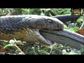 驚くべき動物  - KING COBRA  - キングコブラはヘビを食べる