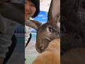 Greetings from the Giant Bunny and her family! With love and kisses #flemishgiantrabbit #hollandlop
