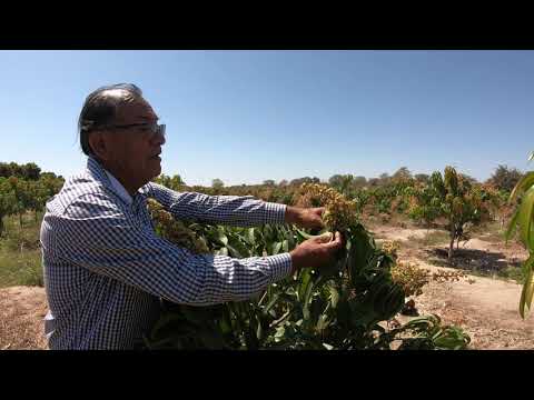 Video: ¿Cómo se usa el mango Paclobutrazol?