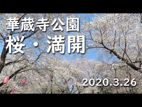 華蔵寺公園 桜・満開 2020.3.26  Cherry Blossoms in Full Bloom in Kezoji Park. March 26, 2020.