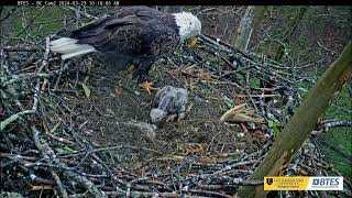 Bluff City!⚠eaglet BC25 killed by sibling⚠ starved & battered the torture is over! Mar 23 2024