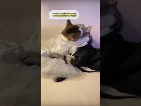 مبروك الزواج