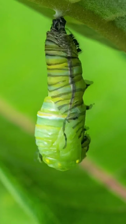 Monarch Butterfly Transformation #timelapse #monarchbutterfly #butterfly