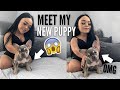 MEET MY NEW PUPPY😭 ( 11 week old French Bulldog)