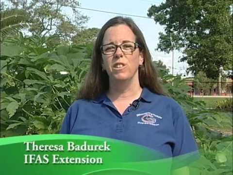 Site Selection / Your Florida Vegetable Garden - YouTube
