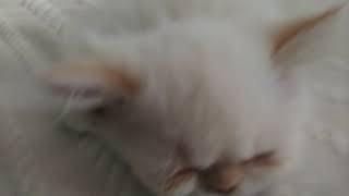 Kedimo