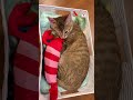寝坊して遅刻した子猫