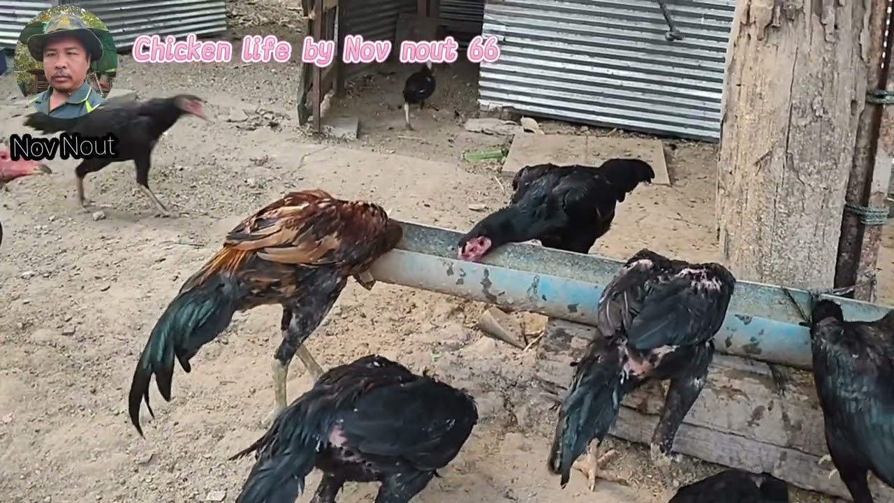 A joyful moment for chickens with the food they love. Chicken fie by Nov nout 66