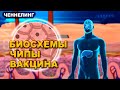 Биосхема в вакцине