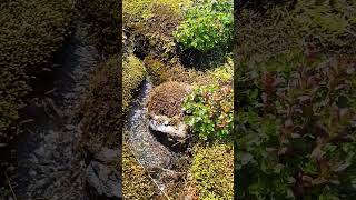 #ushuaia #vivirenushuaia #patagonia #glaciarmartial #naturaleza #verano #despidiendoelaño