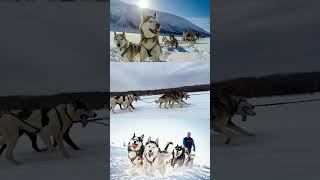 Ездовые собаки и коренные народы Камчатки 🌋