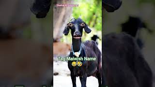 Tag Maiwish Name Wali Funny Video Shahab Khan Vloger Tag Maiwish नम