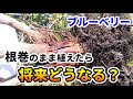 【ブルーベリー】根巻きのまま植えたら、将来的にどうなるの？