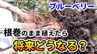 【ブルーベリー】根巻きのまま植えたら、将来的にどうなるの？