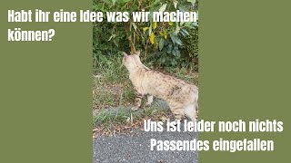 Do you have any ideas on what we can do? #cats #cat #catvideos #meow #catlove