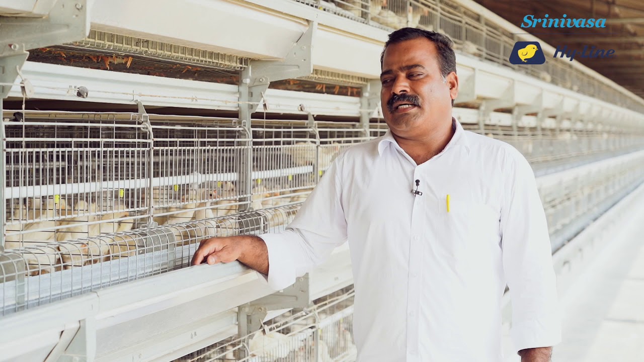 Srinivasa & Hy-Line W-80 Commercial Layer Bird