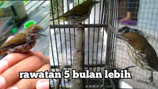 burung cabai rimba gacor | ktp bengkulu