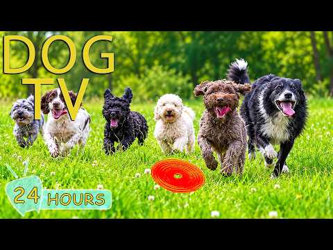 DOG TV: Video to Keep Dog Entertain & Relax All Day When Home Alone - Best Collection Music for Dogs