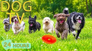 DOG TV: Video to Keep Dog Entertain & Relax All Day When Home Alone - Best Collection Music for Dogs screenshot 5
