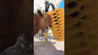 牛用ブラシ装置の秘密