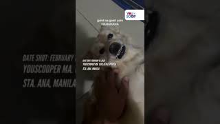 Furbaby na tila na-offend nang sabihang "bilog na bilog" ng furmom | YouScoop+