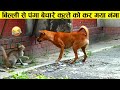 बिल्ली ने कुत्ते को मौज ही करा दी 🤣😂 ll wild animals amazing battle recorded on camera