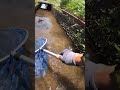 産卵のために遡上したフナの大物がコンクリート水路に取り残されていた。