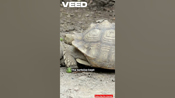 slow and steady wins