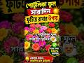 🌸পোর্টুলিকা ফুল সারাদিন ফুটিয়ে রাখার সহজ টিপস 🌺একবার ট্রাই করেই দেখুন 🪴#Shorts#FlowerTips #Portulica