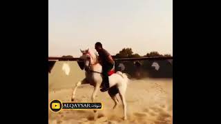 يوله اسلم الخيل العربي