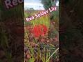 Japanese Buddhism S Flower Of Death Red Spider Lily 