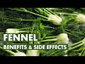 Fennel benefits and side effects fennel for bone health and boosting energy