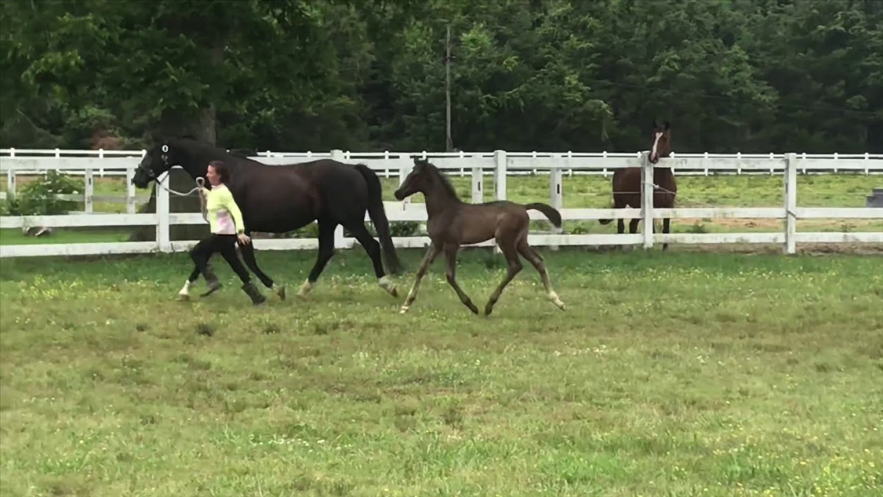 Fortunate Son 2018 Black Colt by Fabriano o/o EM Daisy Buchanan