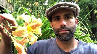 Cord: yet another use for day lilies