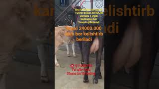 Birinchi Qorin Bolasi XOʻNAJIN.Kamiga 1 oylik Gumoni bor 911255795