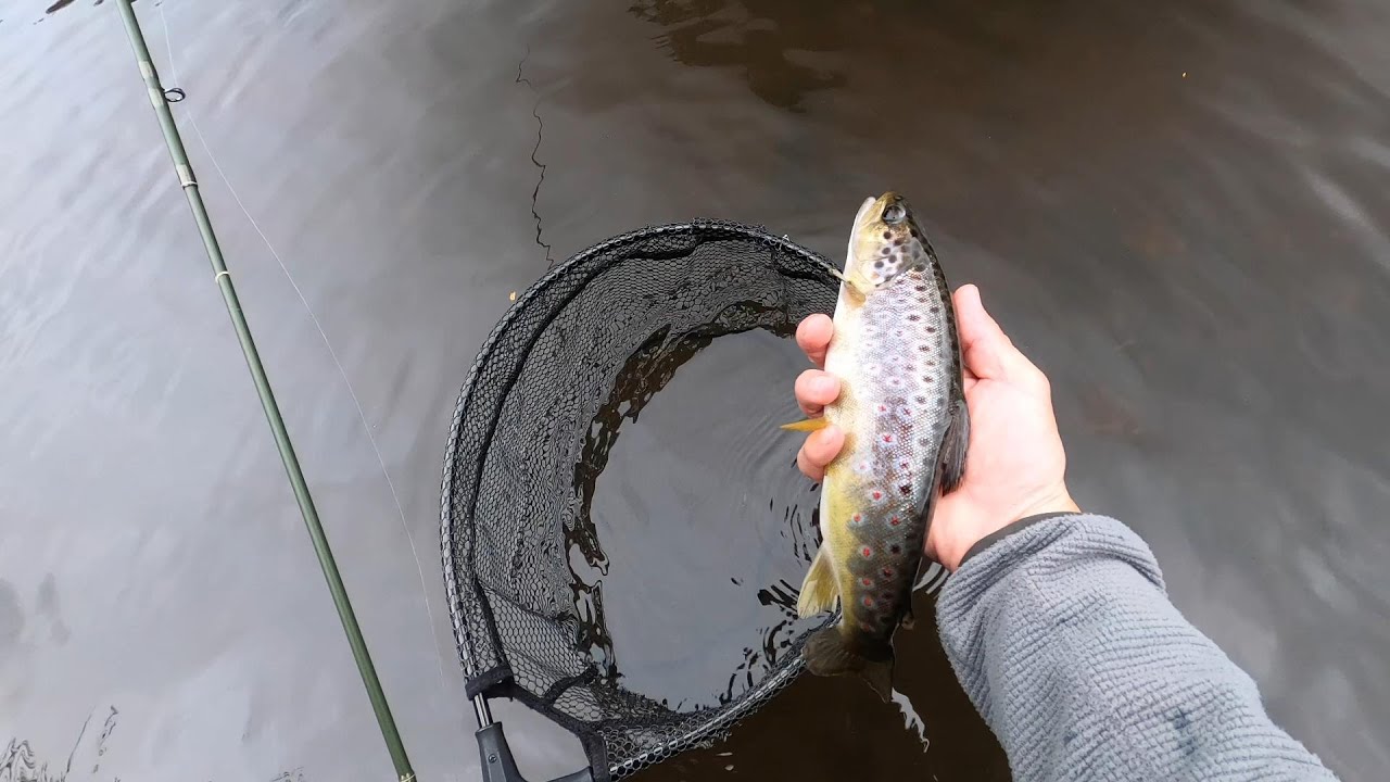 Pescando con mosca el rio Parga y como devolver las truchas sanas al agua. Parte 1: Vlog #36