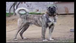 Çapar Anadolu Aslanlari